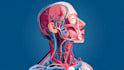 draw anatomy and medical vector illustration