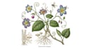 illustrate best botanical illustration