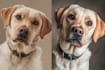 create a custom disney inspired pet portrait