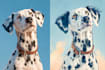 draw a whimsical disney style pet illustration