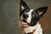 draw your pet in magical disney cartoon style