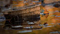 develop, edit or retouch your images within your specifications