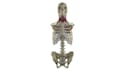 3d accurate anatomy models