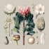 illustrate best botanical illustration