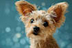 design a disney style pet portrait for gift