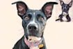 turn your pet into a disney style illustration