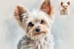 turn your pet into a magical disney character