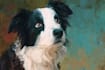 design a custom disney inspired pet cartoon