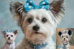 create a magical disney inspired pet portrait