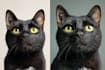 design cute disney style pet avatar