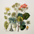 do a botanical illustration