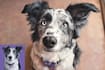 illustrate your pet in disney pixar style