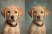 draw your pet as a disney style portrait