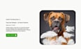 build pet shopify store, shopify dropshipping store, shopify pet website
