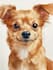 draw an awesome pet or animal
