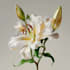 hand draw botanical illustrations