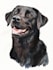 draw amazing pet portrait