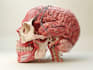create accurate medical, anatomy, surgical illustrations
