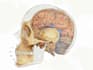 draw detailed medical illustrations