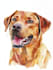 do a custom pet portrait, dog portrait, cat portrait