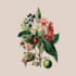 draw a  botanical illustration art for you