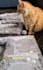 create video ugc with my 2 cats and 1 dog