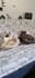 create video ugc with my cats