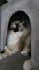 create video ugc with my 2 cats
