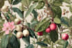 make a marvelous plants fruits botanical illustration