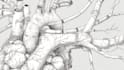draw detailed medical illustrations