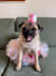 create engaging pet ugc video ads with my charismatic pug