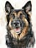 draw memorial pet portrait from photo