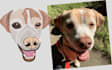 do professional pets embroidery digitizing within 1 hour