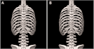 create medical illustration with anatomically precise