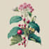 illustrate best botanical illustration