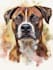 do a custom pet portrait, dog portrait, cat portrait