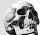draw skull or retro cartoon character