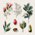 do a watercolor botanical illustration