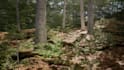 create procedural content generation and pcg systems in unreal engine 5, ue5