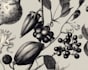 illustrate realistic plants, flowers, and leaves