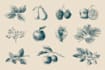 design botanical food illustrations in vector or digital