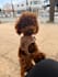 create pet ugc videos with my poodles