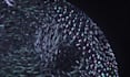 create 3d abstract animation, 4k loop animation, gif houdini and motion graphics