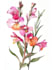 draw botanical illustration flower, plant