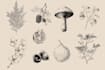 provide scientific style botanical food illustrations
