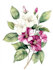 draw botanical illustrations of flowers