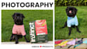 create pet ugc video ads with a funny dog