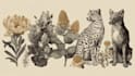 draw animal and botanical illustrations
