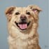 make a custom renaissance pet portrait gift