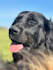 create authentic dog ugc videos for pet brands and products